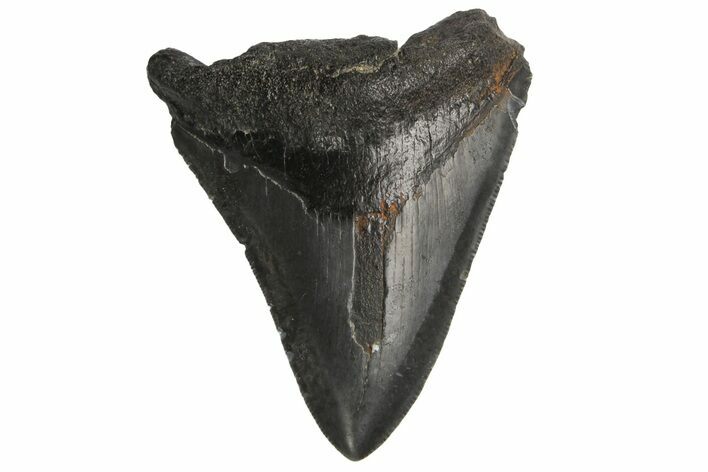 Serrated, Fossil Megalodon Tooth - South Carolina #187787